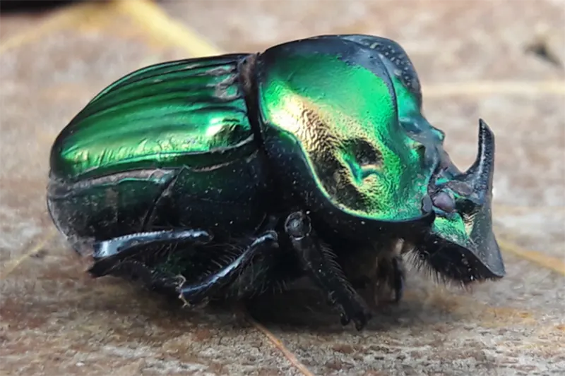 insectos